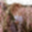 alise003