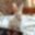 fluffybunny