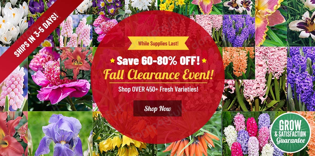 Holland Bulb Farms Coupons (85% Discount) - Jan 2023