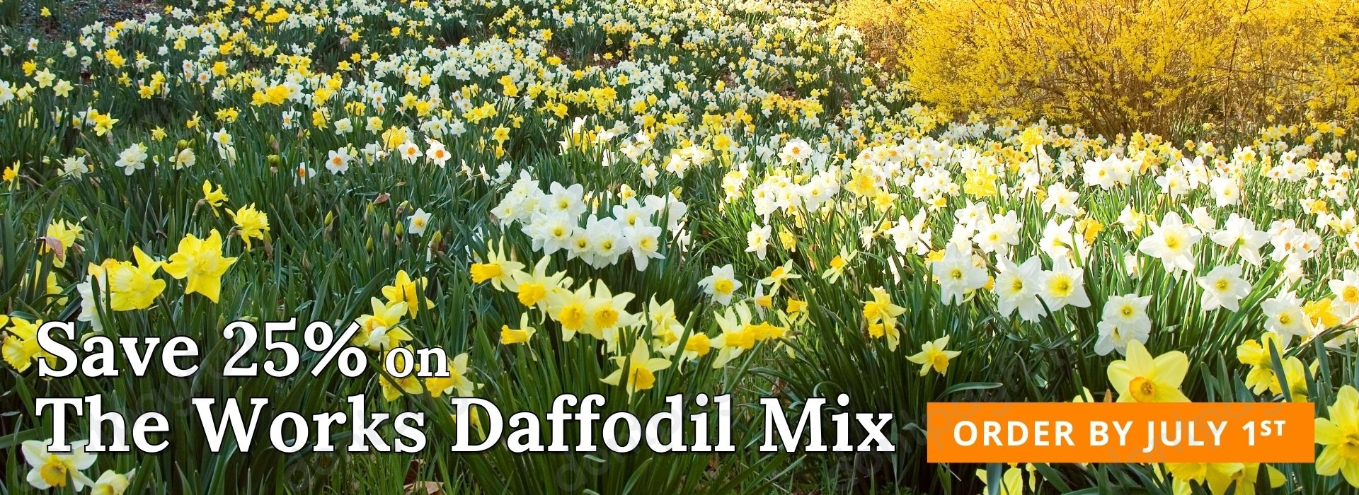 25 Off White Flower Farm PROMO CODE ⇨ June 2023