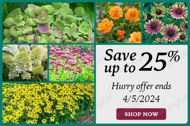 50% Off Spring Hill Nursery COUPON (42 Active) April 2024